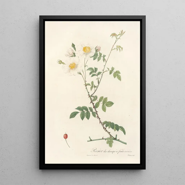 Rosa Arvensis Ovata - Pierre Joseph Redouté — indrammet kunstværk på væggen