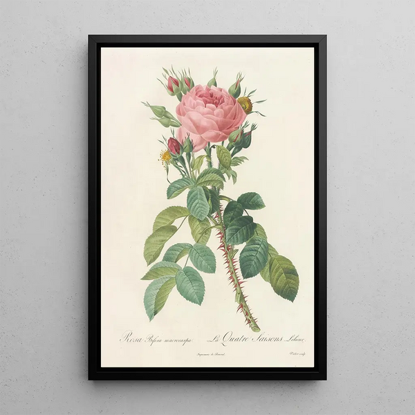 Rosa Bifera Macrocarpa - Pierre Joseph Redouté — indrammet kunstværk på væggen