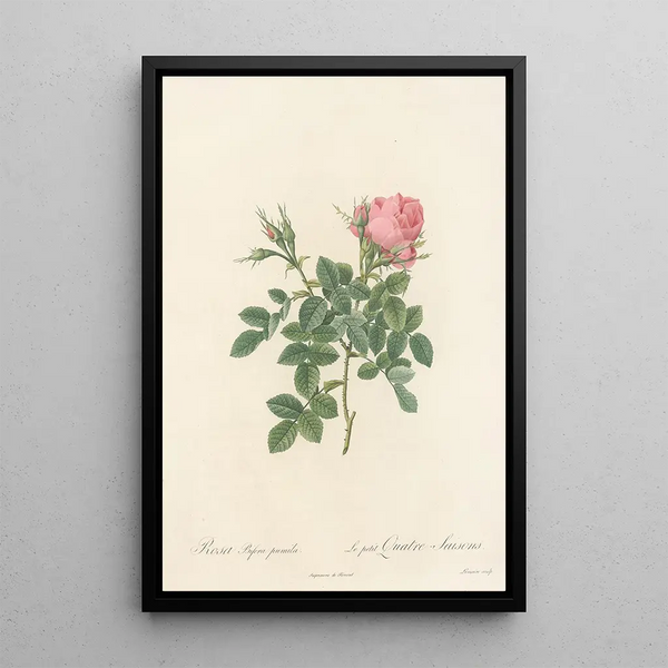 Rosa Bifera Pumila - Pierre Joseph Redouté — indrammet kunstværk på væggen