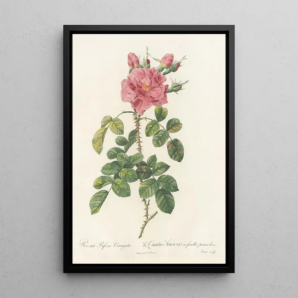 Rosa Bifera Variegata - Pierre Joseph Redouté — indrammet kunstværk på væggen