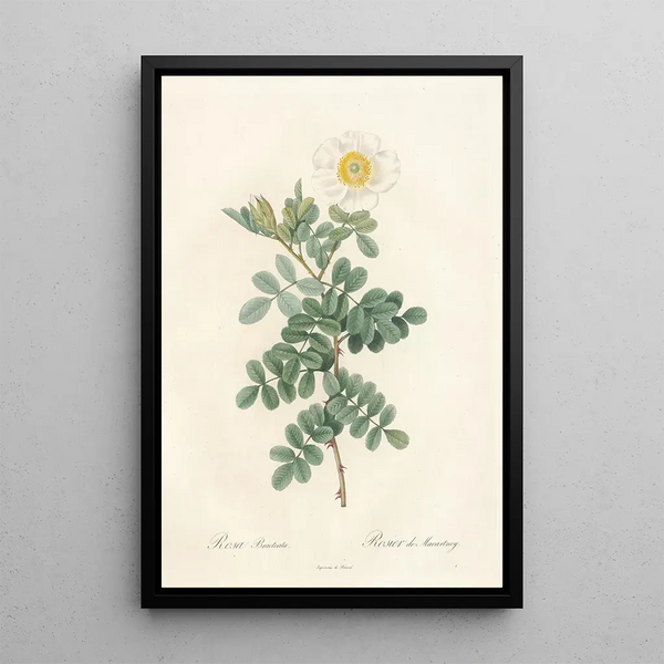 Rosa Bracteata - Pierre Joseph Redouté — indrammet kunstværk på væggen