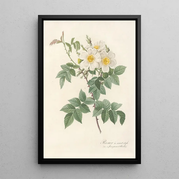 Rosa Brevistyla Leucochroa - Pierre Joseph Redouté — indrammet kunstværk på væggen