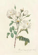Rosa Campanulata Alba - Pierre Joseph Redouté — visning af kunstværket
