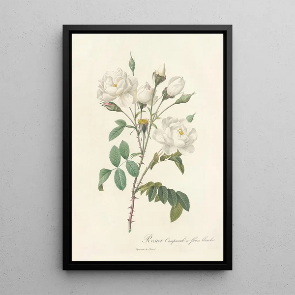 Rosa Campanulata Alba - Pierre Joseph Redouté — indrammet kunstværk på væggen
