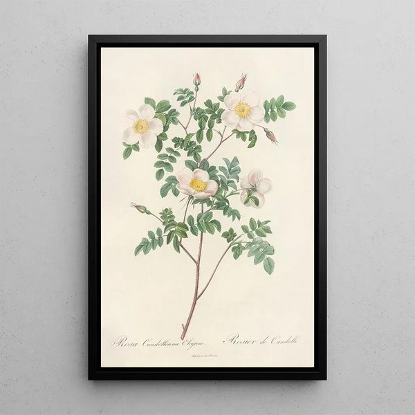 Rosa Candolleana Elegans - Pierre Joseph Redouté — indrammet kunstværk på væggen