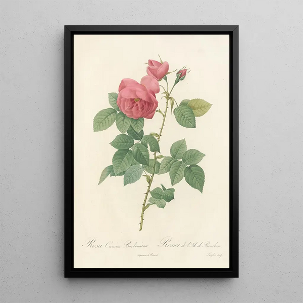 Rosa Canina Burboniana - Pierre Joseph Redouté — indrammet kunstværk på væggen