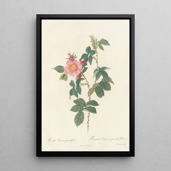 Rosa Canina Grandiflora - Pierre Joseph Redouté — indrammet kunstværk på væggen