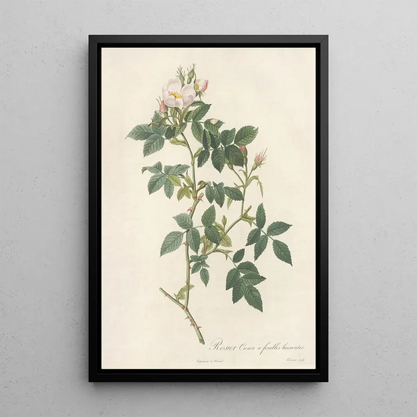 Rosa Canina Nitens - Pierre Joseph Redouté — indrammet kunstværk på væggen