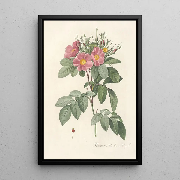 Rosa Carolina Corymbosa - Pierre Joseph Redouté — indrammet kunstværk på væggen