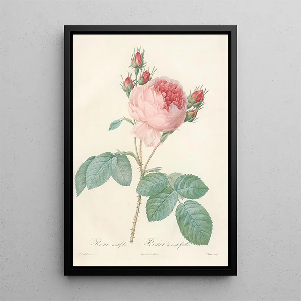 Rosa Centifolia - Pierre Joseph Redouté — indrammet kunstværk på væggen