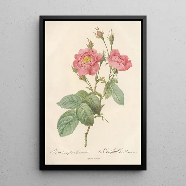 Rosa Centifolia Anemonoides - Pierre Joseph Redouté — indrammet kunstværk på væggen