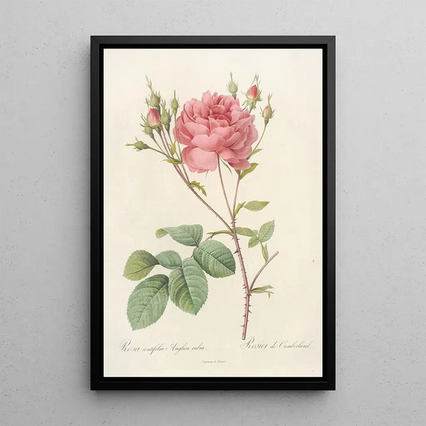 Rosa Centifolia Anglica Rubra - Pierre Joseph Redouté — indrammet kunstværk på væggen