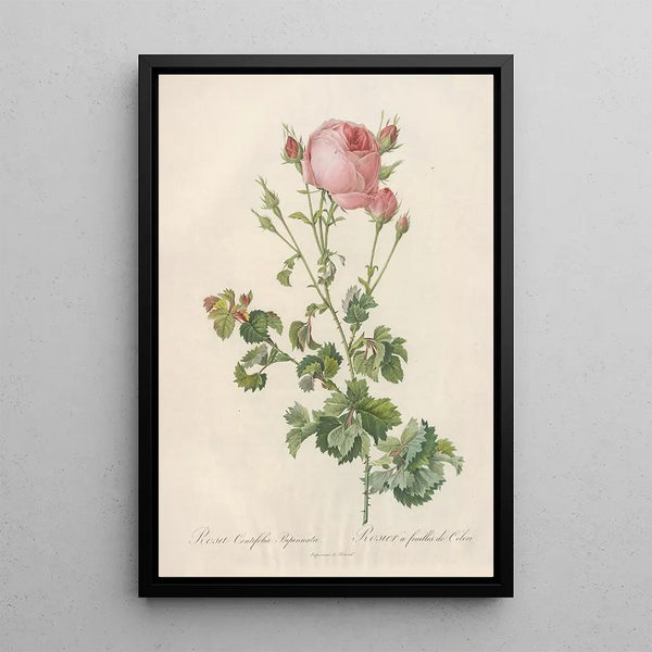 Rosa Centifolia Bipinnata - Pierre Joseph Redouté — indrammet kunstværk på væggen