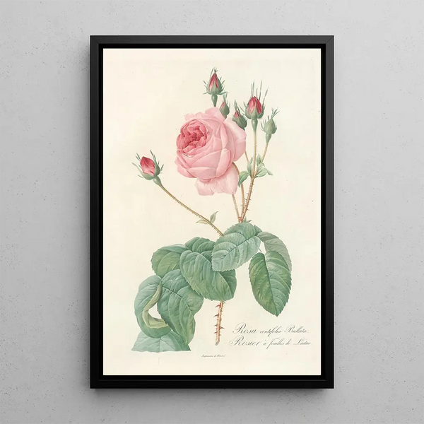 Rosa Centifolia Bullata - Pierre Joseph Redouté — indrammet kunstværk på væggen