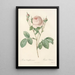 Rosa Centifolia Carnea - Pierre Joseph Redouté — indrammet kunstværk på væggen