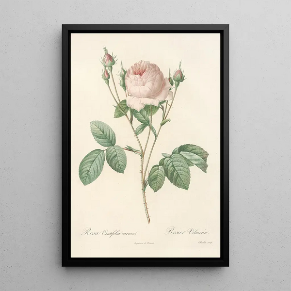 Rosa Centifolia Carnea - Pierre Joseph Redouté — indrammet kunstværk på væggen