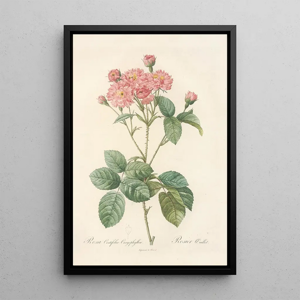 Rosa Centifolia Caryophyllea - Pierre Joseph Redouté — indrammet kunstværk på væggen