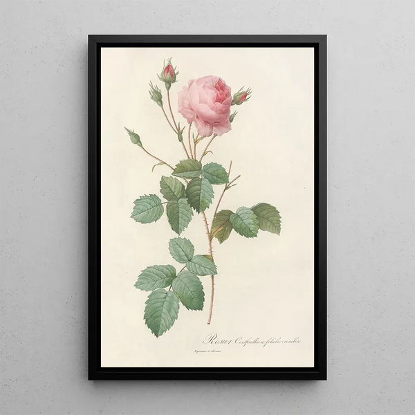 Rosa Centifolia Crenata - Pierre Joseph Redouté — indrammet kunstværk på væggen