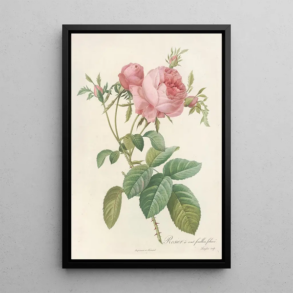 Rosa Centifolia Foliacea - Pierre Joseph Redouté — indrammet kunstværk på væggen