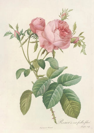 Pierre Joseph Redout - Rosa Centifolia Foliacea.webp