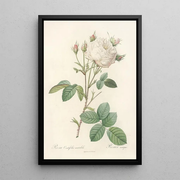 Rosa Centifolia Mutabilis - Pierre Joseph Redouté — indrammet kunstværk på væggen