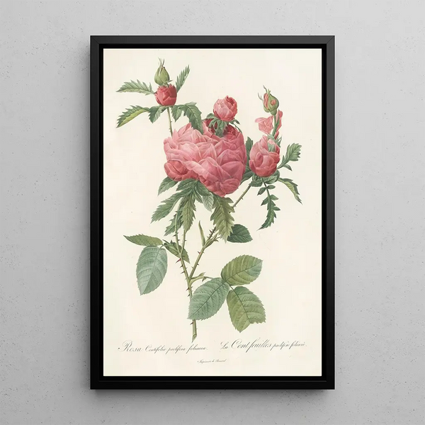Rosa Centifolia Prolifera Foliacea - Pierre Joseph Redouté — indrammet kunstværk på væggen