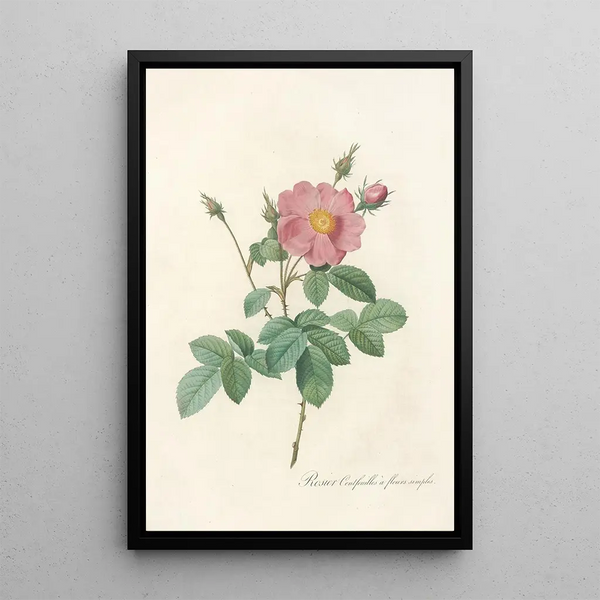 Rosa Centifolia Simplex Maleri - Pierre Joseph Redouté — indrammet kunstværk på væggen