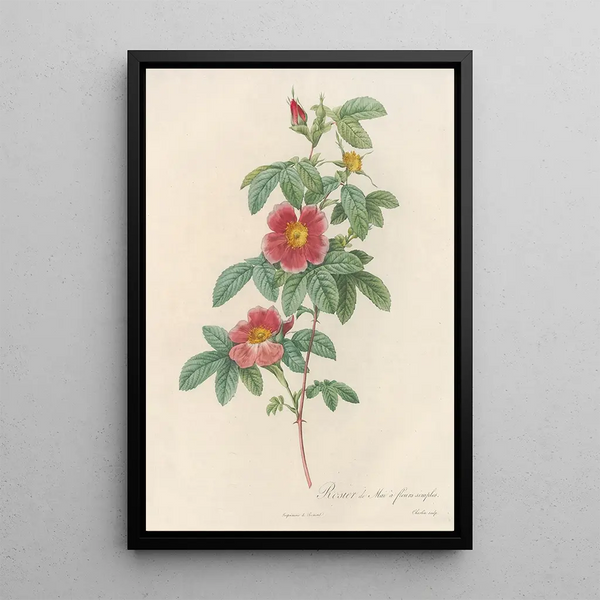 Rosa Cinnamomea Flore Simplici - Pierre Joseph Redouté — indrammet kunstværk på væggen