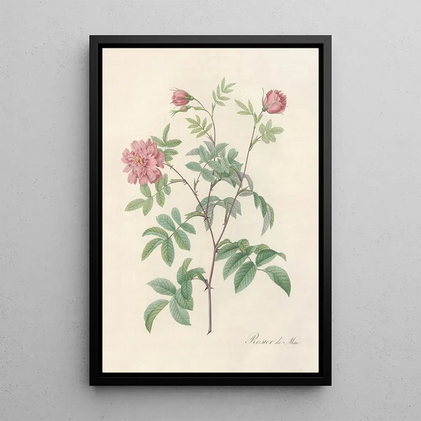 Rosa Cinnamomea Maialis - Pierre Joseph Redouté — indrammet kunstværk på væggen