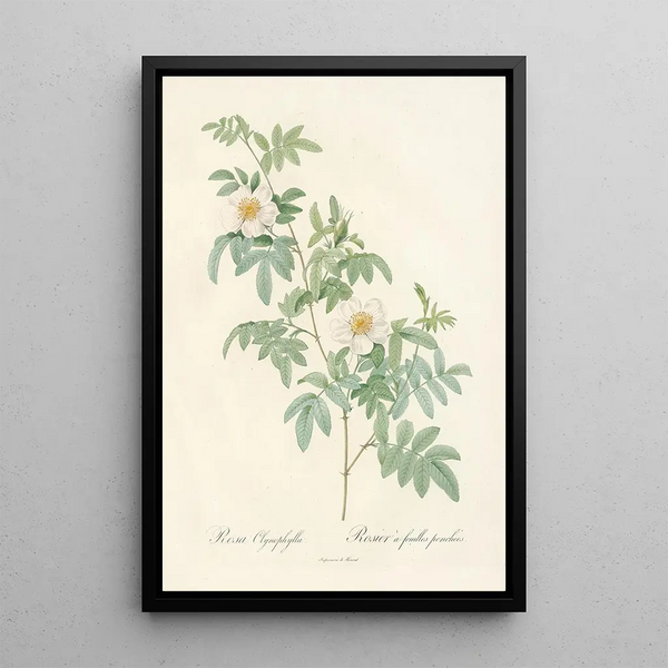 Rosa Clynophylla - Pierre Joseph Redouté — indrammet kunstværk på væggen