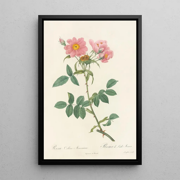 Rosa Collina Monsoniana - Pierre Joseph Redouté — indrammet kunstværk på væggen