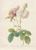 Rosa Damascena Celsiana Prolifera - Pierre Joseph Redouté — visning af kunstværket