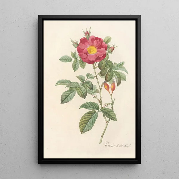 Rosa Damascena Coccinea - Pierre Joseph Redouté — indrammet kunstværk på væggen