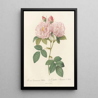 Pierre Joseph Redout - Rosa Damascena Italica.webp