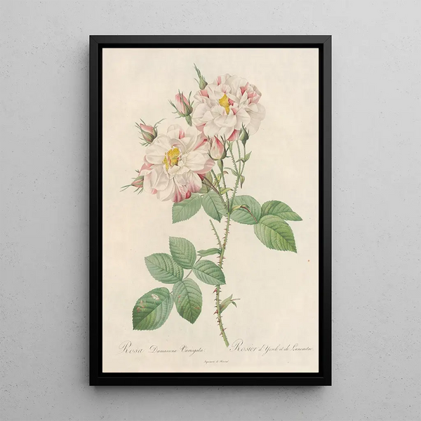 Rosa Damascena Variegata - Pierre Joseph Redouté — indrammet kunstværk på væggen