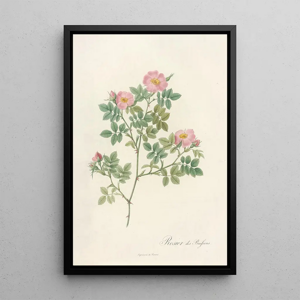 Rosa Dumetorum - Pierre Joseph Redouté — indrammet kunstværk på væggen