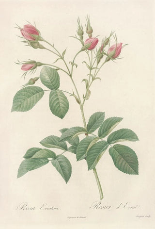 Pierre Joseph Redout - Rosa Evratina.webp
