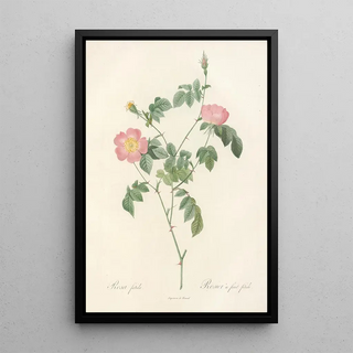 Pierre Joseph Redout - Rosa Foetida.webp