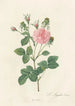 Rosa Gallica Agatha Incarnata - Pierre Joseph Redouté — visning af kunstværket