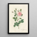 Rosa Gallica Agatha Incarnata - Pierre Joseph Redouté — indrammet kunstværk på væggen