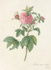 Rosa gallica agatha var prolifera - Pierre Joseph Redouté — visning af kunstværket