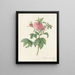 Rosa gallica agatha var prolifera - Pierre Joseph Redouté — indrammet kunstværk på væggen