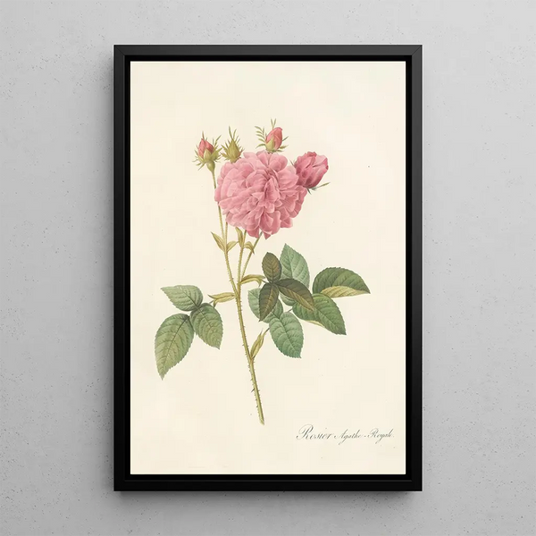 Rosa Gallica Agatha Var Regalis - Pierre Joseph Redouté — indrammet kunstværk på væggen