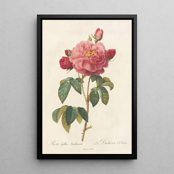 Rosa Gallica Aurelianensis - Pierre Joseph Redouté — indrammet kunstværk på væggen