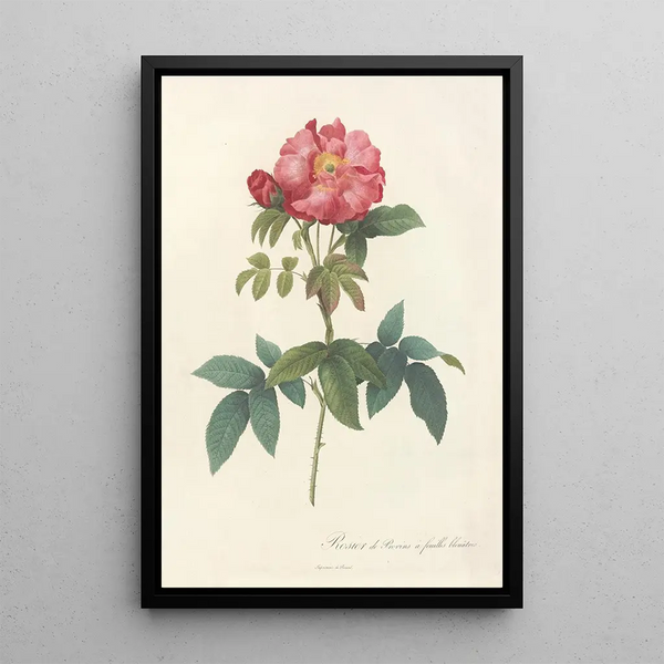 Rosa Gallica Caerulea - Pierre Joseph Redouté — indrammet kunstværk på væggen
