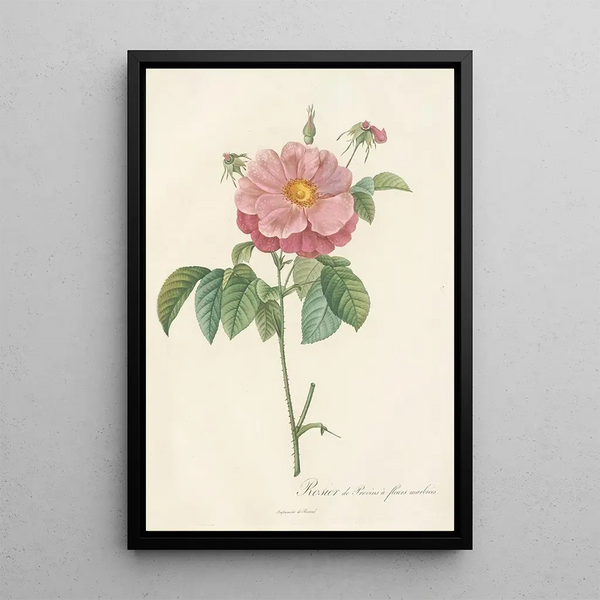 Rosa Gallica Flore Marmoreo - Pierre Joseph Redouté — indrammet kunstværk på væggen