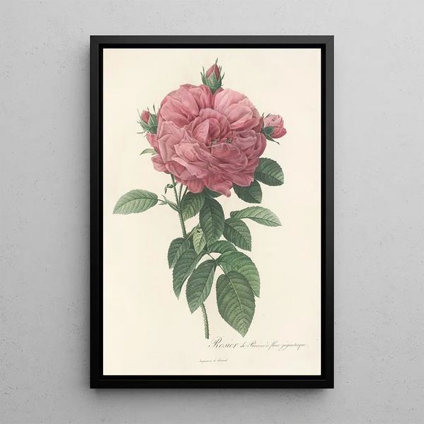 Rosa Gallica Flore giganteo - Pierre Joseph Redouté — indrammet kunstværk på væggen