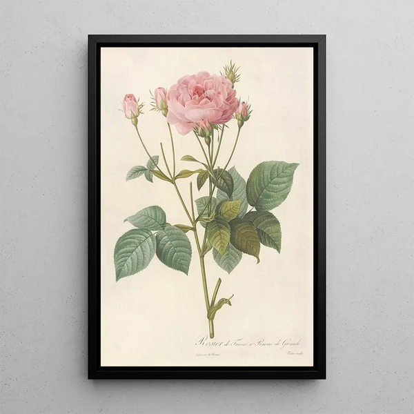Rosa Gallica Granatus - Pierre Joseph Redouté — indrammet kunstværk på væggen