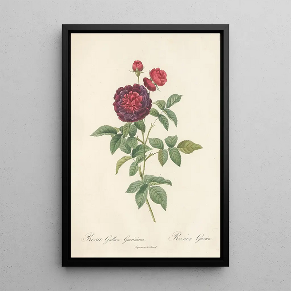Rosa Gallica Gueriniana - Pierre Joseph Redouté — indrammet kunstværk på væggen