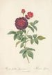 Rosa Gallica Gueriniana - Pierre Joseph Redouté — visning af kunstværket